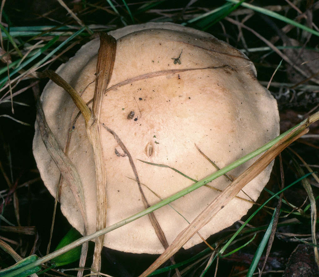 Image of <i>Hebeloma nauseosum</i>