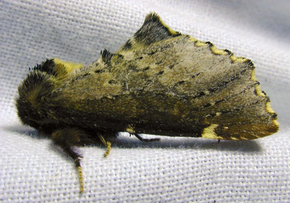 Image of Scarce Prominent