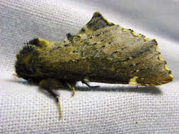 Image of Scarce Prominent