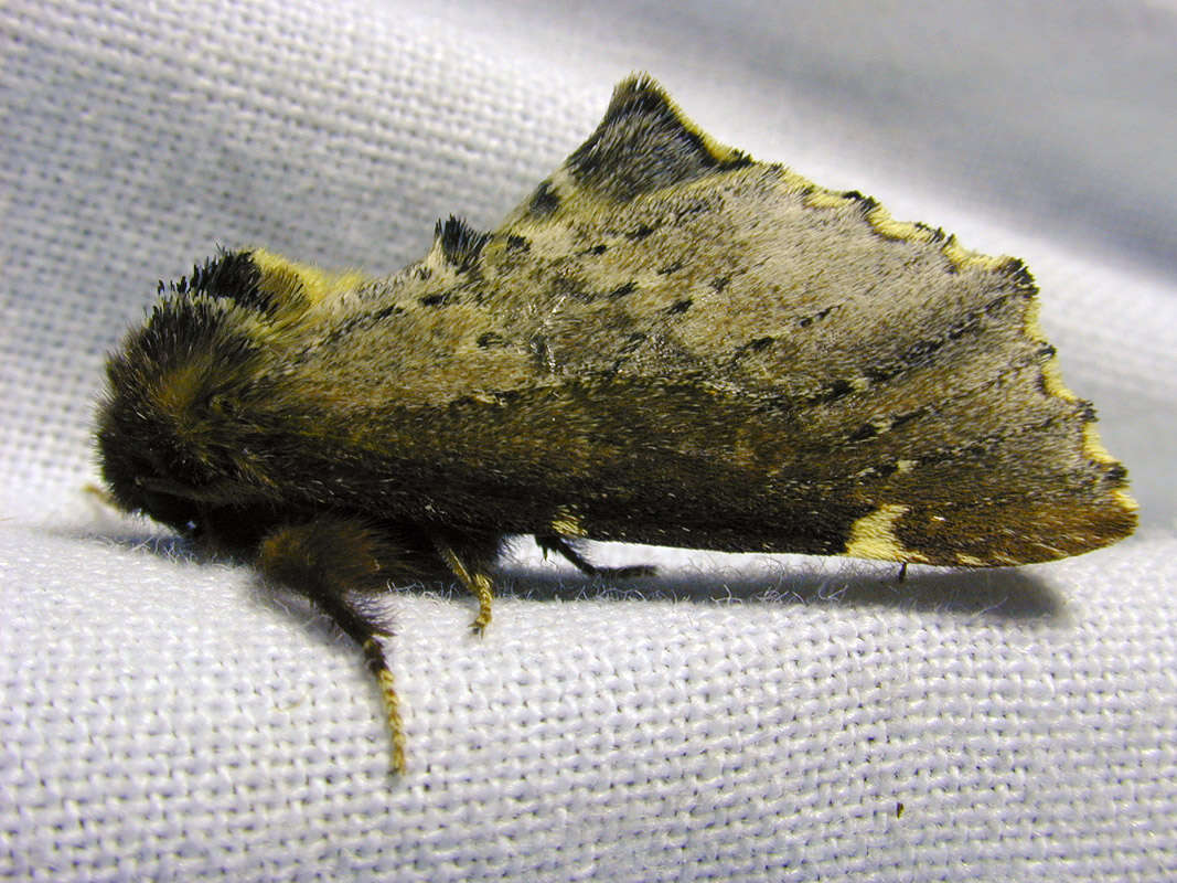 Image of Scarce Prominent