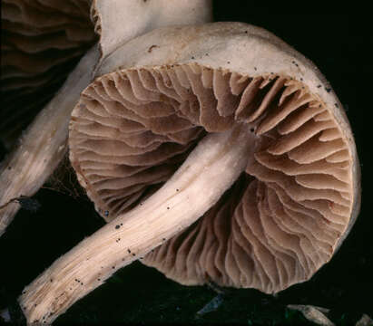 Image of <i>Hebeloma nauseosum</i>