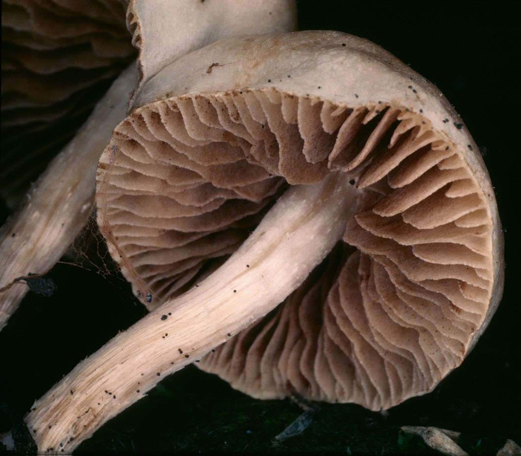 Image de <i>Hebeloma nauseosum</i>