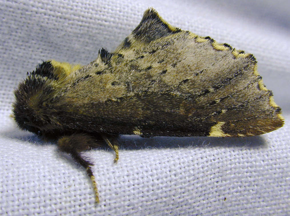 Image of Scarce Prominent