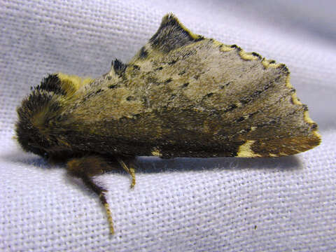 Image of Scarce Prominent