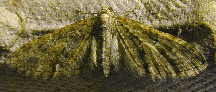 Слика од Eupithecia abbreviata Stephens 1831