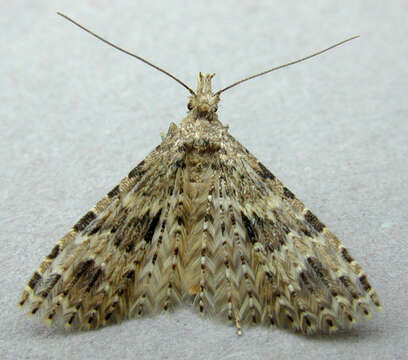 Image of twenty-plume moth