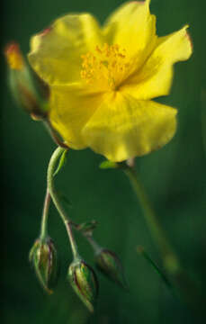 Image of Helianthemum nummularium subsp. nummularium