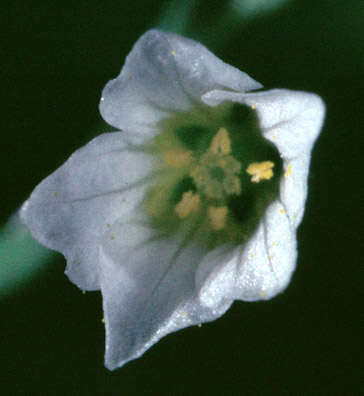 Image of purging flax, fairy flax