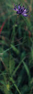 Image of Round-headed Rampion