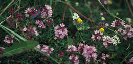 صورة Thymus praecox subsp. polytrichus (A. Kern. ex Borbás) Jalas