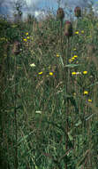 Image of Fuller's teasel