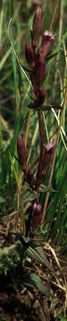 Image of autumn dwarf gentian