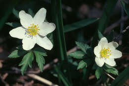 Image of European thimbleweed