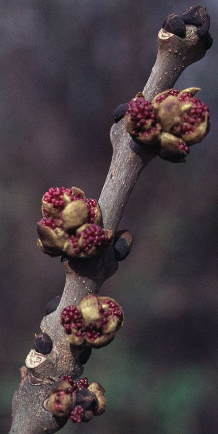 Plancia ëd Fraxinus excelsior L.