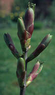 Image of sycamore maple