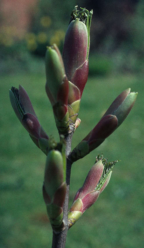 Image of sycamore maple