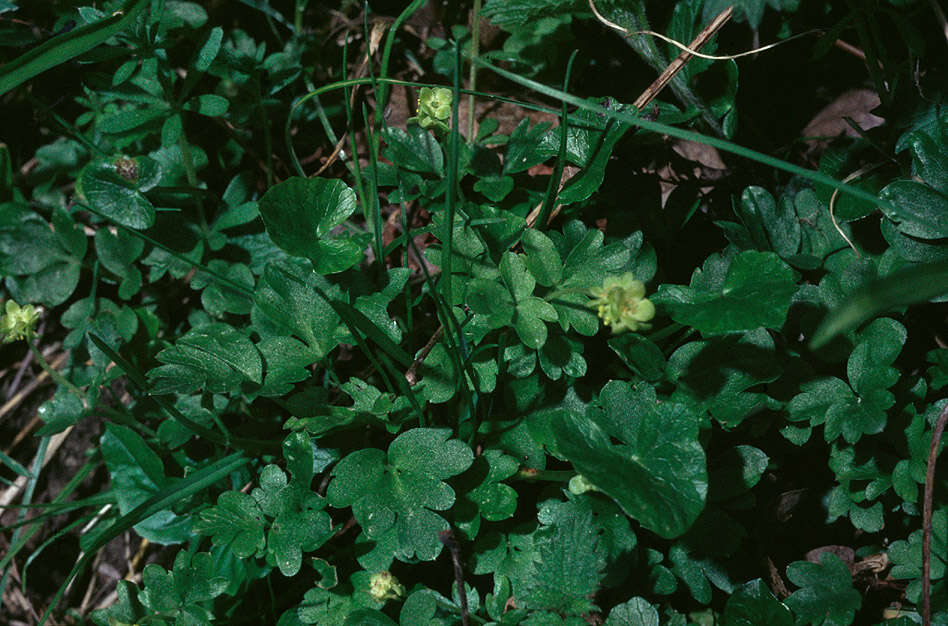 Image of adoxa