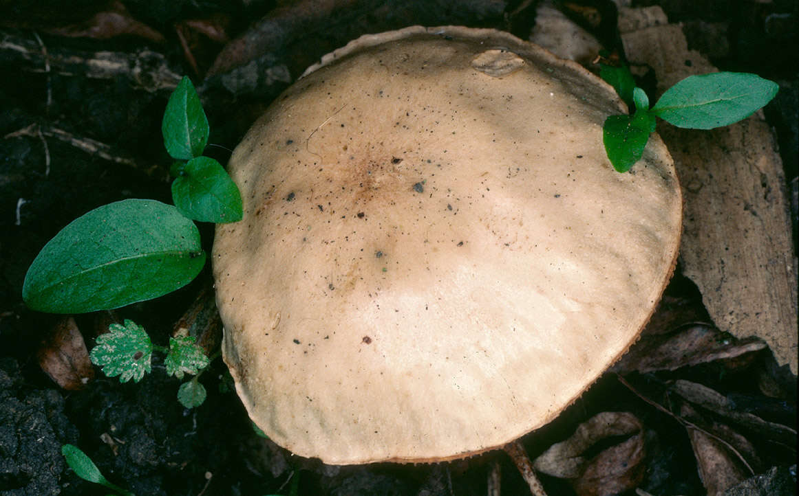 Image of <i>Hebeloma nauseosum</i>