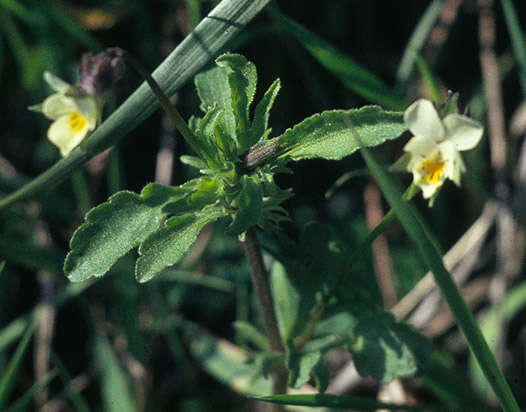 Слика од Viola arvensis Murray