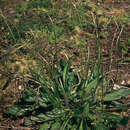 Image of English plantain
