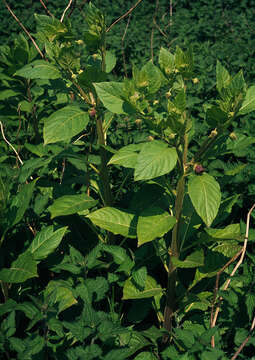 Image of Deadly Nightshade