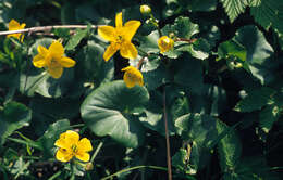 Image of Marsh-marigold