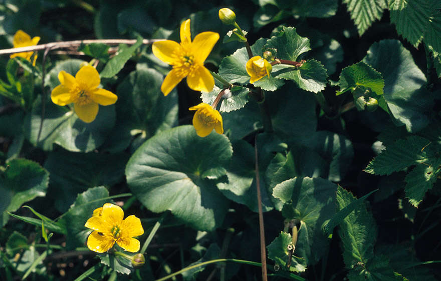 Imagem de Caltha palustris L.