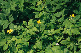 Image of celandine