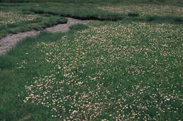 Image of thrift seapink