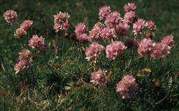 Image of thrift seapink