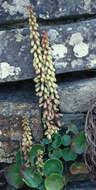 Image of Umbilicus rupestris (Salisb.) Dandy