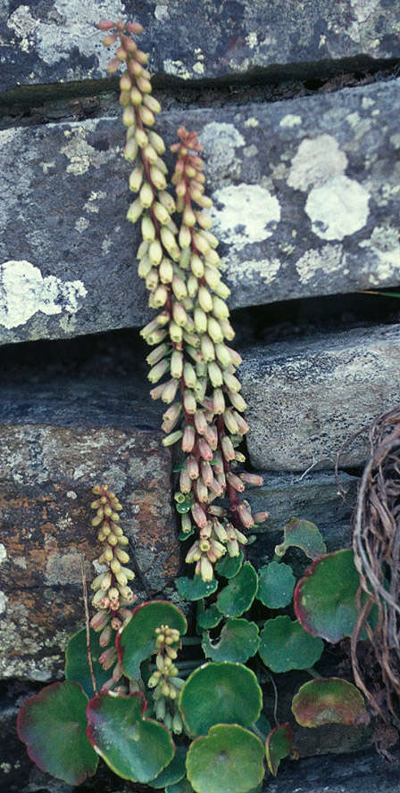 Image of Umbilicus rupestris (Salisb.) Dandy