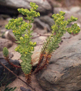 Plancia ëd Euphorbia paralias L.