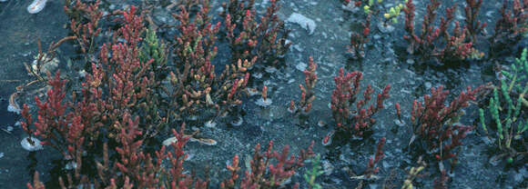 Image of Glasswort