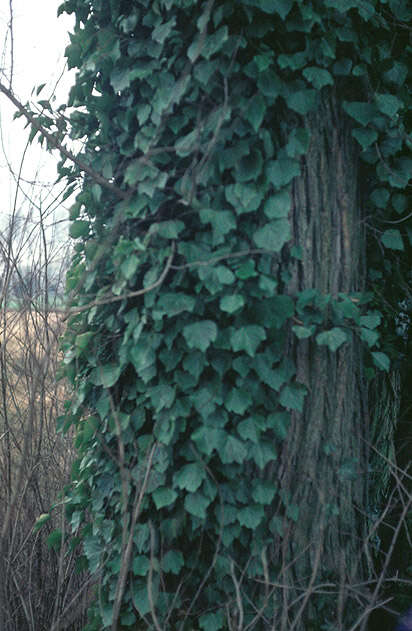 Image of Hedera helix f. helix