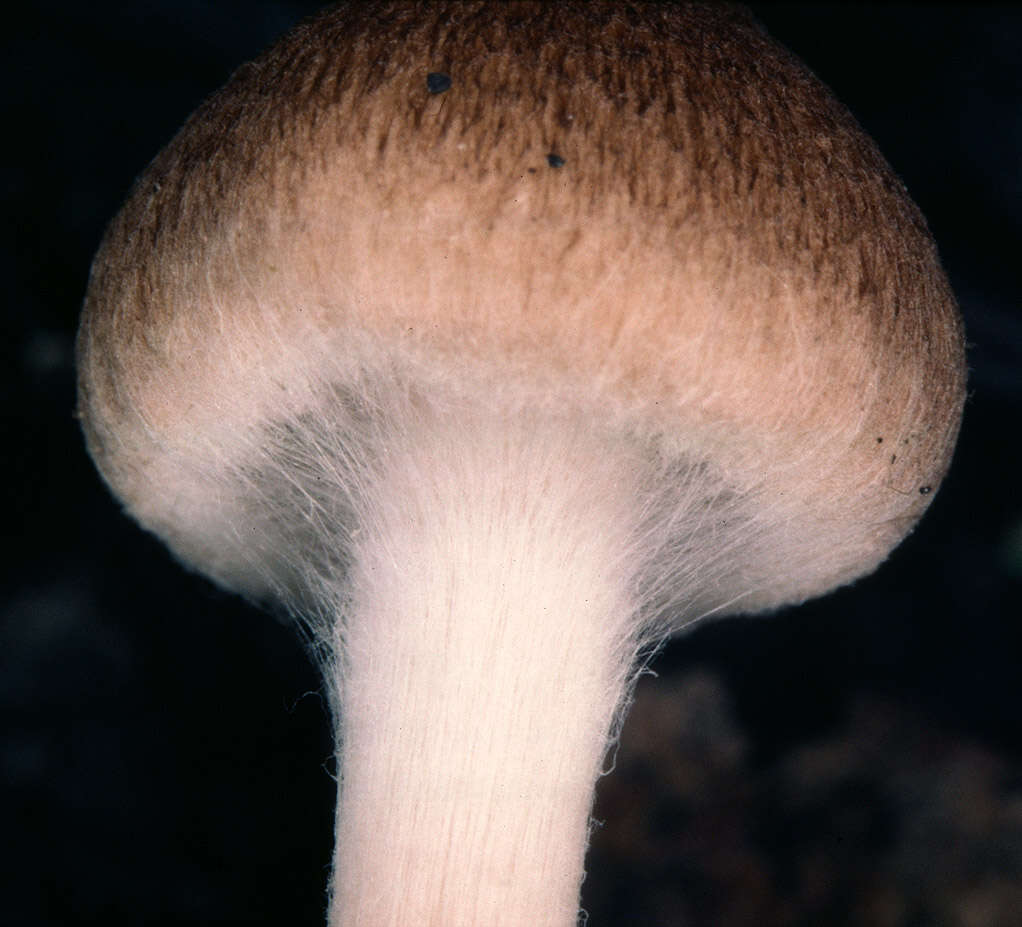 صورة Inocybe curvipes P. Karst. 1890