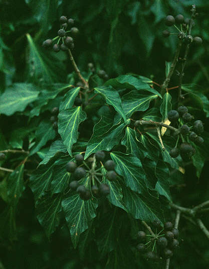 Image of Hedera helix f. helix