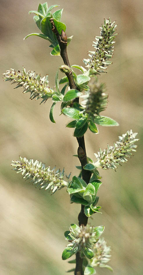 Image of Grey Willow