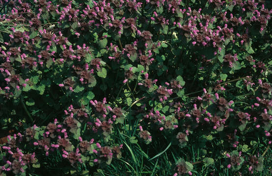 Image of purple archangel