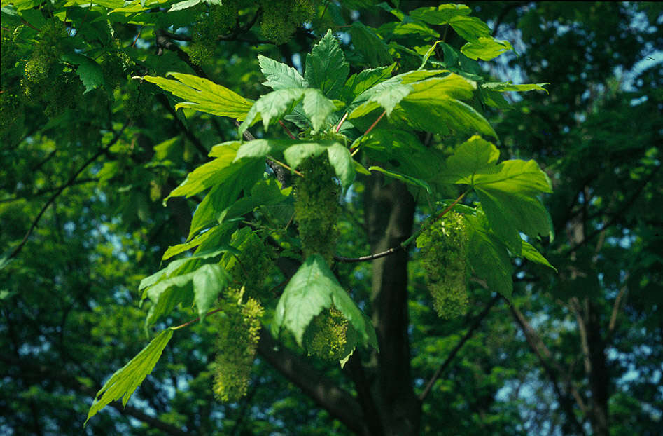 Image of sycamore maple