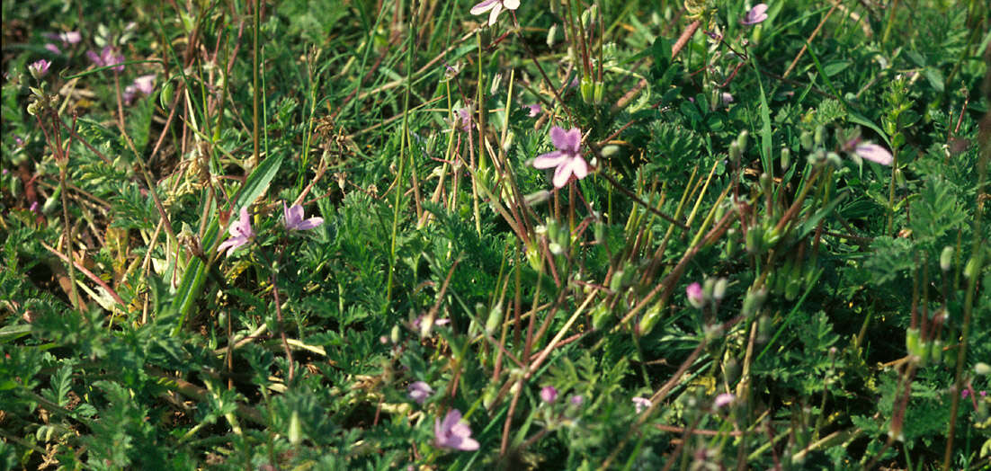 Image of Common Stork's-bill