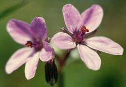 Image of Common Stork's-bill