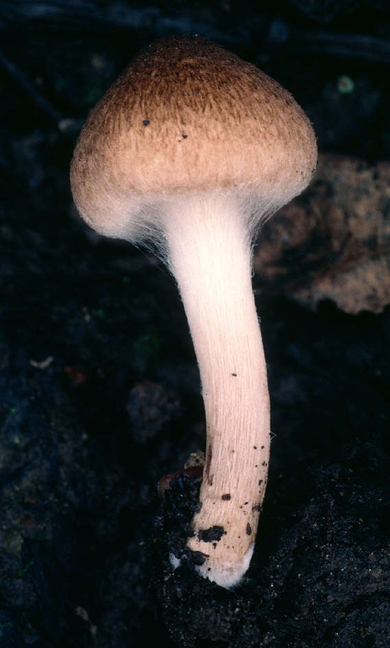 صورة Inocybe curvipes P. Karst. 1890