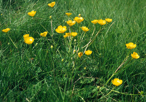 Ranunculus bulbosus L.的圖片