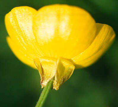 Ranunculus bulbosus L.的圖片