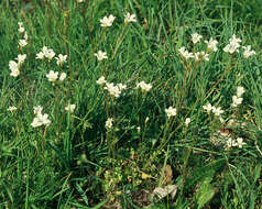 Image of Meadow Saxifrage