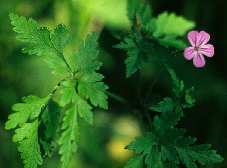 Imagem de <i>Geranium <i>robertianum</i></i> subsp. robertianum