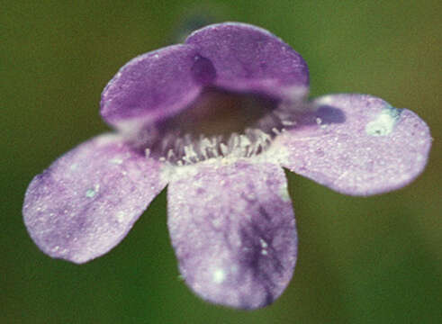 Image of Common butterwort