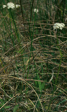 Image of marsh valerian