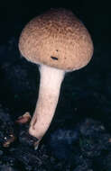 صورة Inocybe curvipes P. Karst. 1890